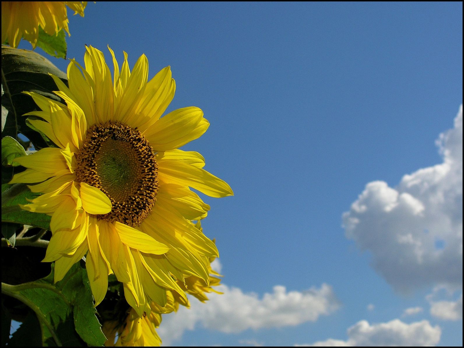 Girasol en plena floración con un cielo azul y nubes de fondo.