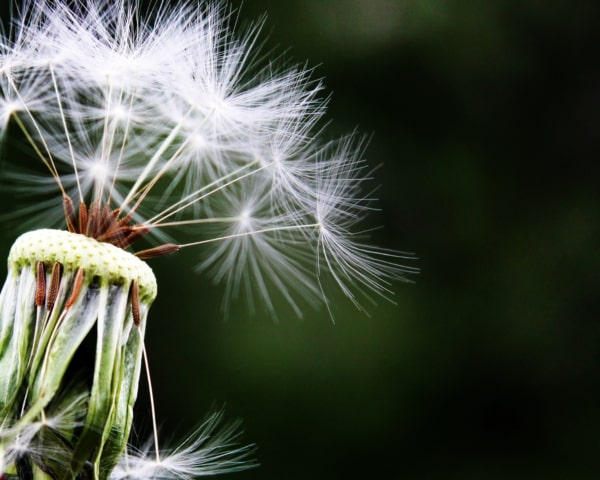 Diente de león al viento con semillas dispersándose.