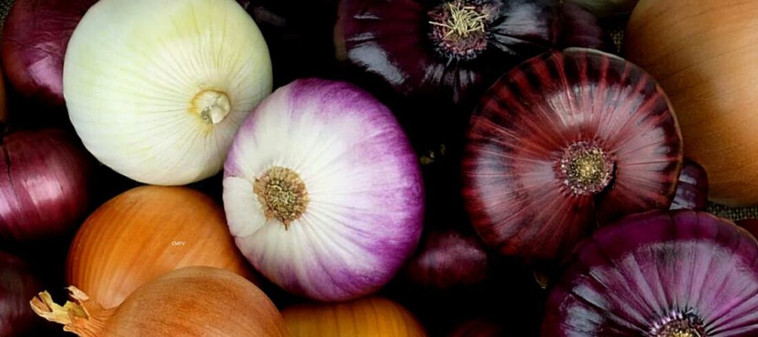 Diversas variedades de cebolla —morada, blanca, amarilla y dulce— ricas en compuestos azufrados, flavonoles y fibra prebiótica beneficiosa para la salud.