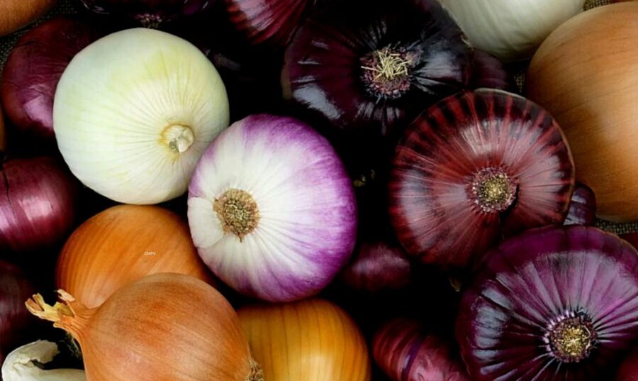 Diversas variedades de cebolla —morada, blanca, amarilla y dulce— ricas en compuestos azufrados, flavonoles y fibra prebiótica beneficiosa para la salud.