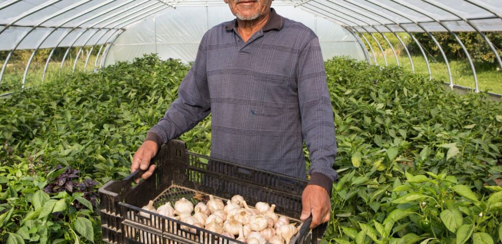 Agricultor en invernadero orgánico mostrando cosecha de ajo fresco certificado.