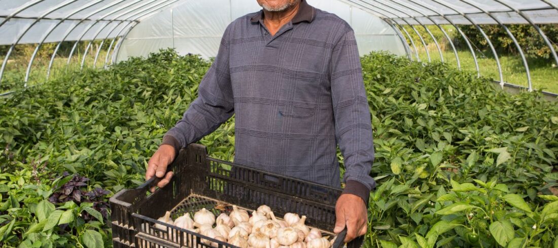 Agricultor en invernadero orgánico mostrando cosecha de ajo fresco certificado.