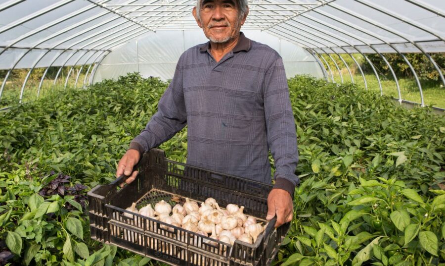 Agricultor en invernadero orgánico mostrando cosecha de ajo fresco certificado.