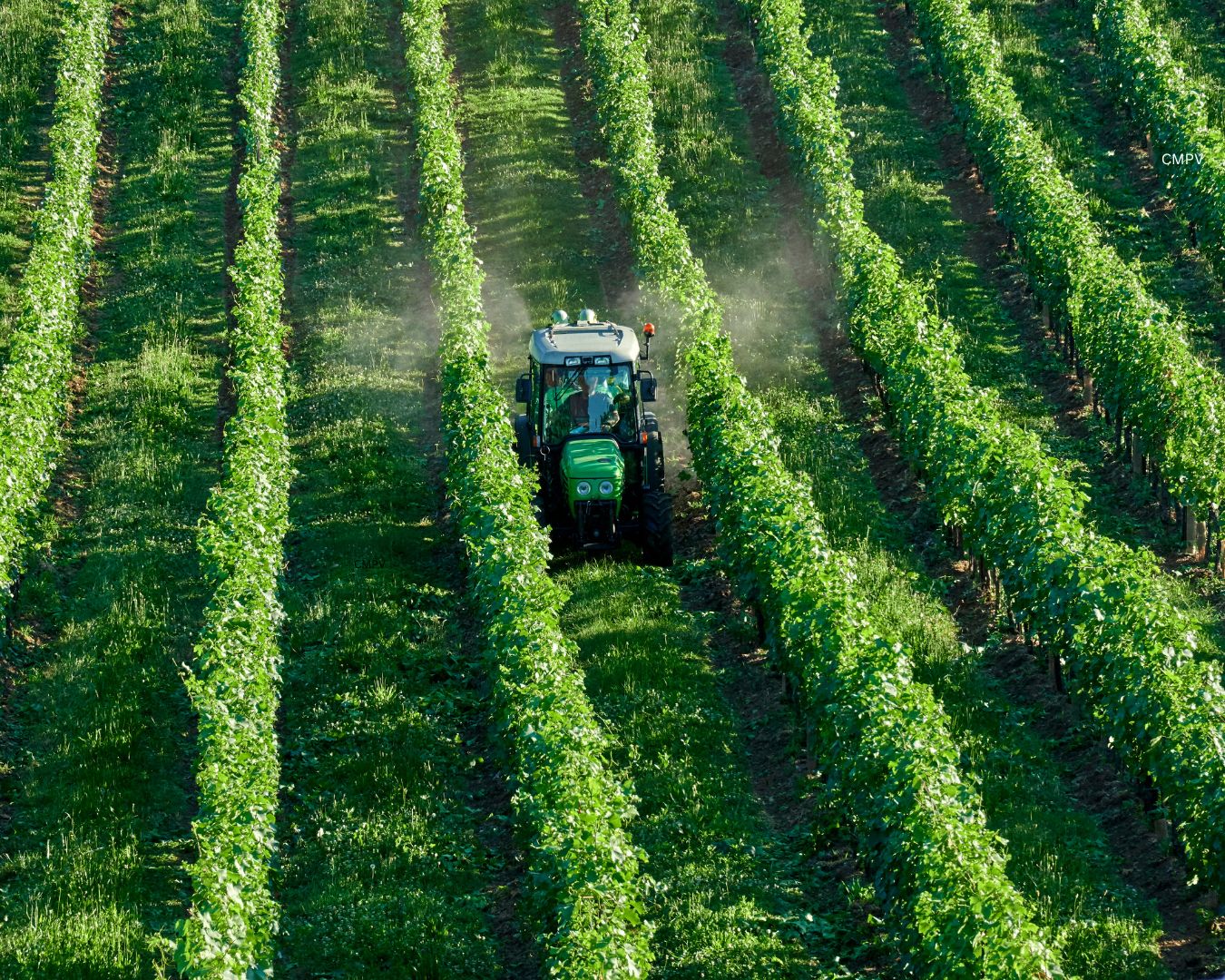 Vista aérea de un tractor aplicando pesticidas entre hileras de cultivos agrícolas verdes. La imagen ilustra el uso de pesticidas en la producción de alimentos y la importancia de adoptar medidas para reducir la exposición a sus residuos.