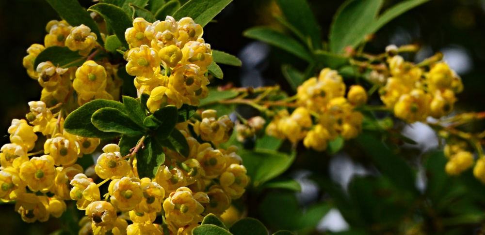 Flores amarillas de una planta del género Berberis, una de las principales fuentes naturales de berberina, un compuesto ampliamente estudiado por sus posibles beneficios para la diabetes tipo 2, el colesterol y el hígado graso.