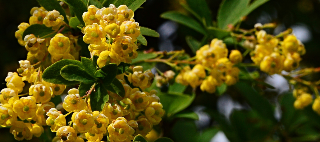 Flores amarillas de una planta del género Berberis, una de las principales fuentes naturales de berberina, un compuesto ampliamente estudiado por sus posibles beneficios para la diabetes tipo 2, el colesterol y el hígado graso.