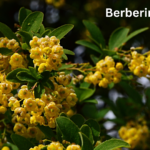 Flores amarillas de una planta del género Berberis, una de las principales fuentes naturales de berberina, un compuesto ampliamente estudiado por sus posibles beneficios para la diabetes tipo 2, el colesterol y el hígado graso.