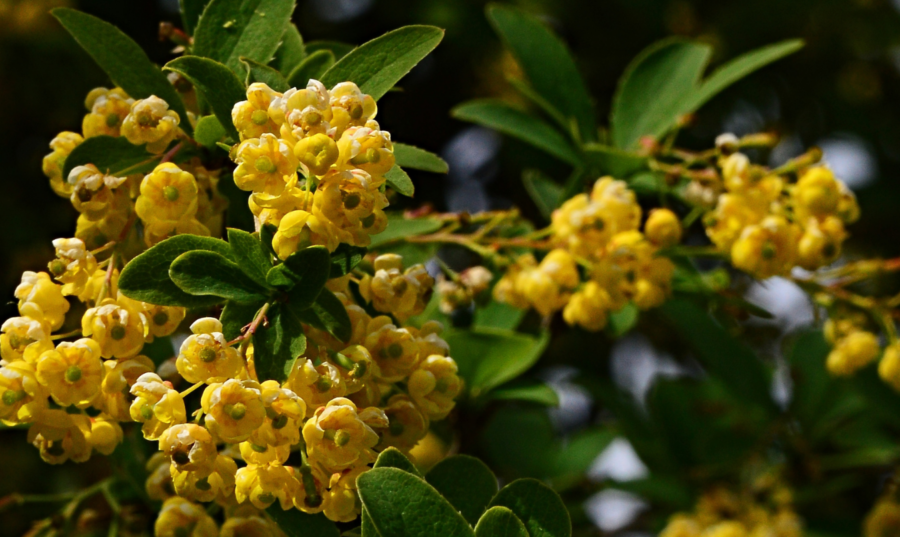 Flores amarillas de una planta del género Berberis, una de las principales fuentes naturales de berberina, un compuesto ampliamente estudiado por sus posibles beneficios para la diabetes tipo 2, el colesterol y el hígado graso.