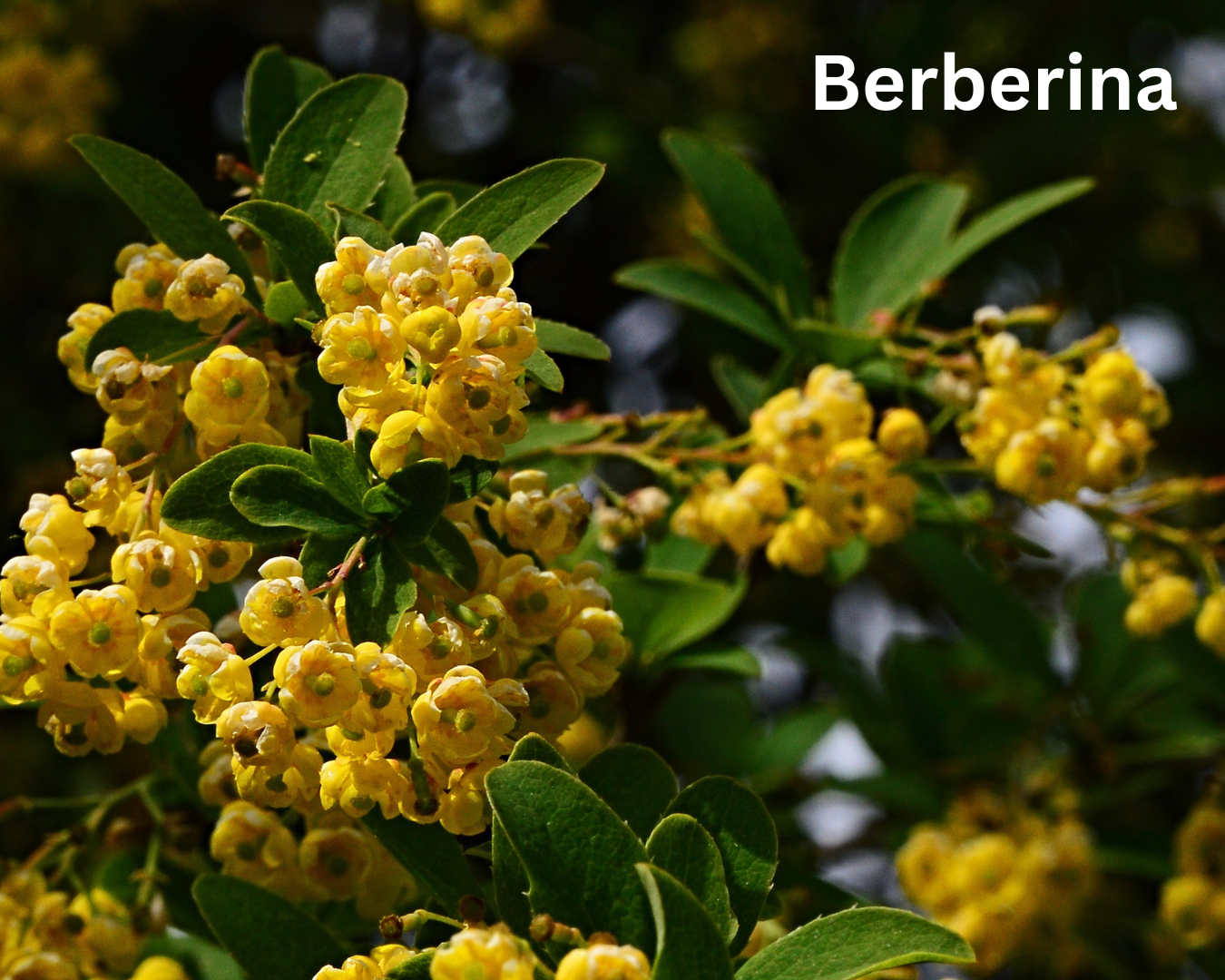 Flores amarillas de una planta del género Berberis, una de las principales fuentes naturales de berberina, un compuesto ampliamente estudiado por sus posibles beneficios para la diabetes tipo 2, el colesterol y el hígado graso.