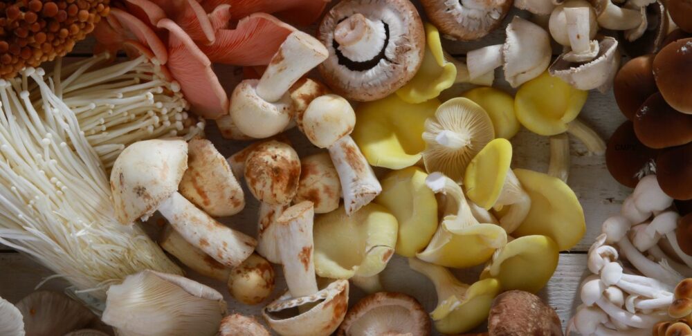 Fotografía de diversas variedades de setas comestibles, agrupadas sobre una superficie de madera, con sombreros y tallos de colores blancos, marrones, rosados, amarillos y anaranjados.