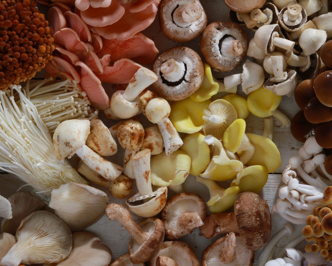 Fotografía de diversas variedades de setas comestibles, agrupadas sobre una superficie de madera, con sombreros y tallos de colores blancos, marrones, rosados, amarillos y anaranjados.